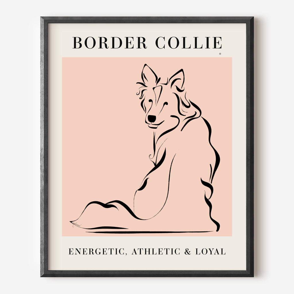 Border Collie, Posters, Art Prints, Wall Murals